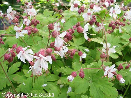 Geranium macrorrhizum 'White Smell', tuoksukurjenpolvi